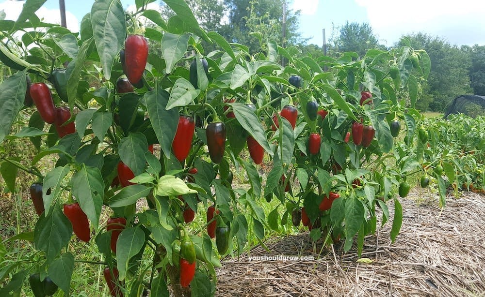 jalapeno plants loaded with jalapenos turning from green to red