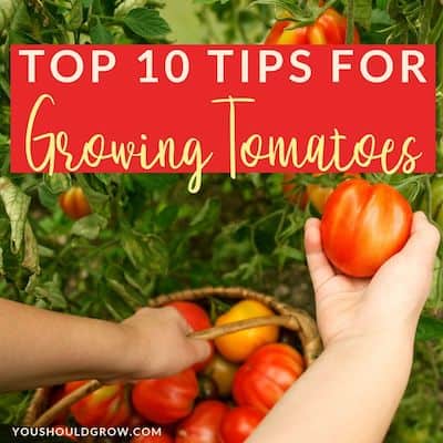 Top 10 Tips For Growing Tomatoes