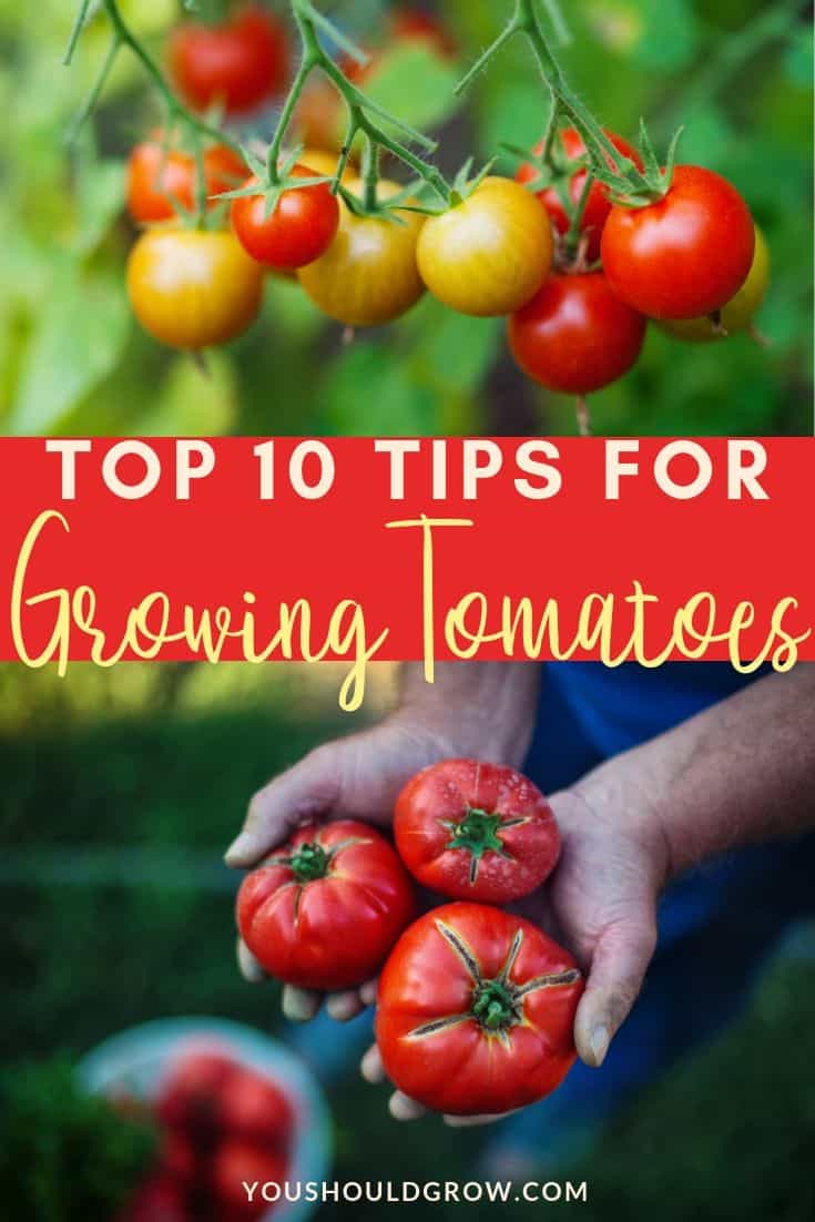 top 10 tips for growing tomatoes text overlaying images of tomatoes ripening on vine and hands holding ripe tomatoes