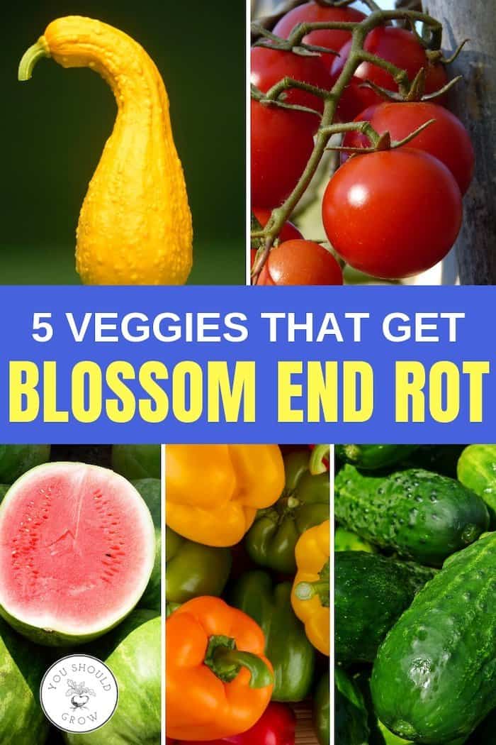 5 veggies that get blossom end rot - squash, tomatoes, watermelon, peppers, cucumbers