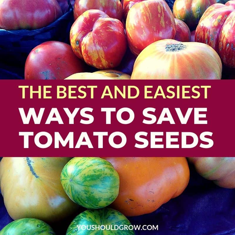 How To Save Tomato Seeds: It’s Easier Than You Think