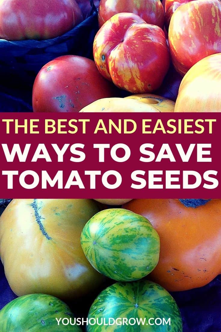 pink yellow orange and green tomatoes on a table. Text the best and easiest ways to save tomato seeds