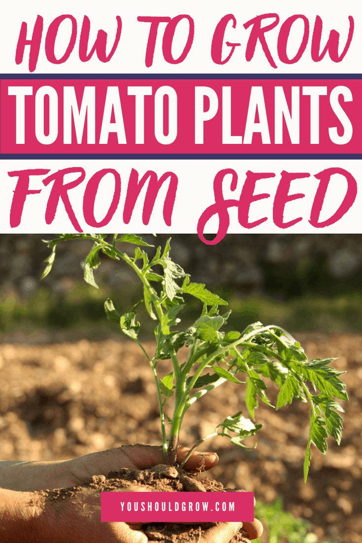 Growing Tomatoes From Seed, you can do it! Step by step instructions plus follow up posts for transplanting, hardening off, and planting in the garden. Ready to grow tomatoes? Let's go!