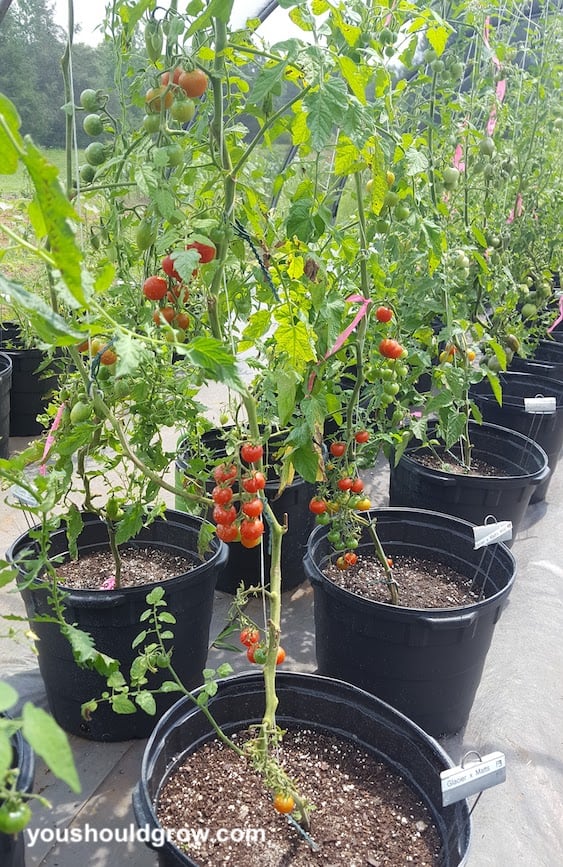 rows of tomatoes growing in large containers