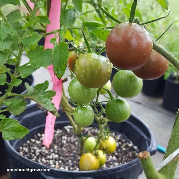 pretty purple tomatoes growing in a pot