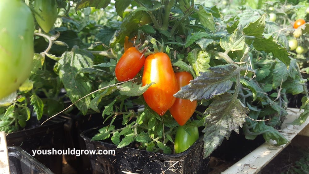 Adorable small heirloom tomato growing in a 4 inch plastic pot