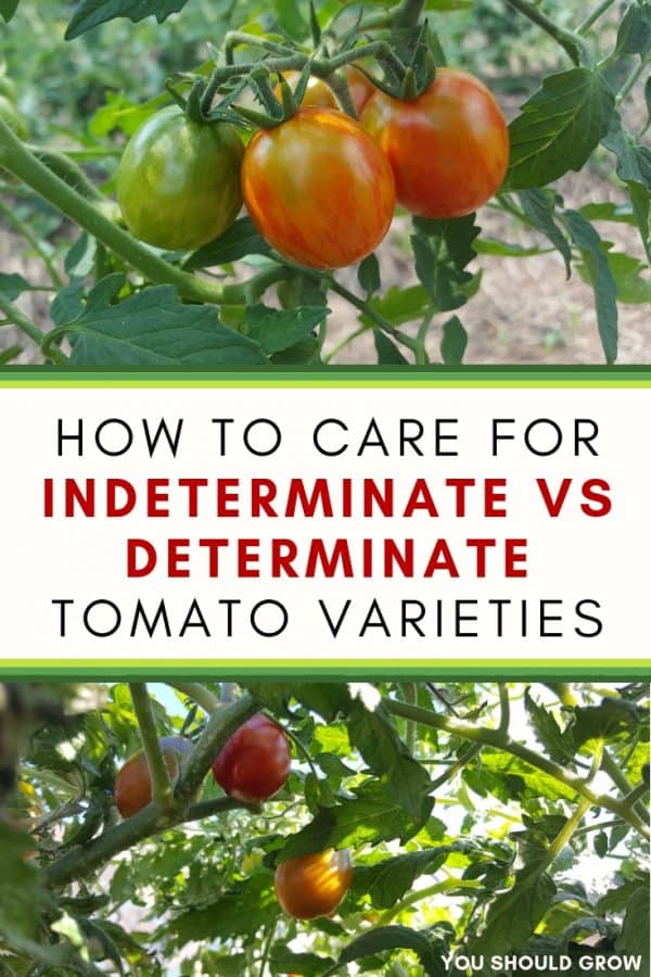 How To Care For Determinate vs Indeterminate Tomatoes You Should Grow