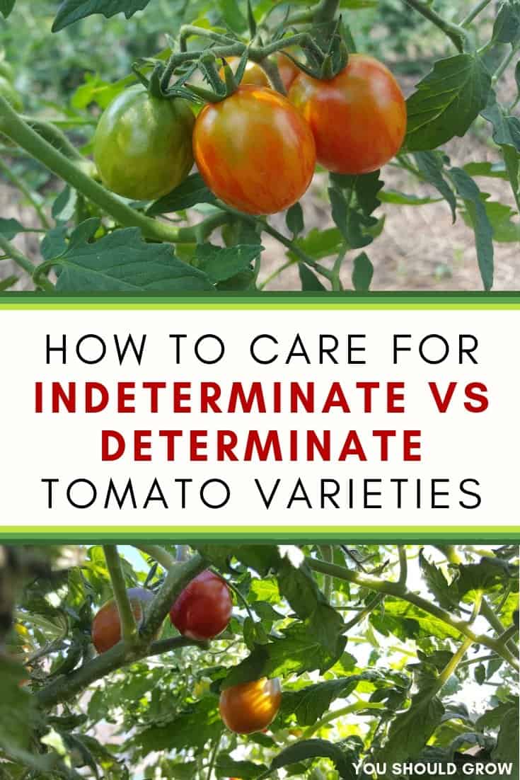 How to care for indeterminate vs determinate tomato varieties. Text overlaying image of tomato plants with red ripening fruit.