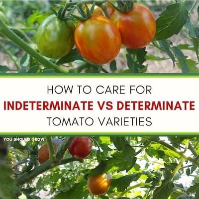 How To Care For Determinate vs Indeterminate Tomatoes