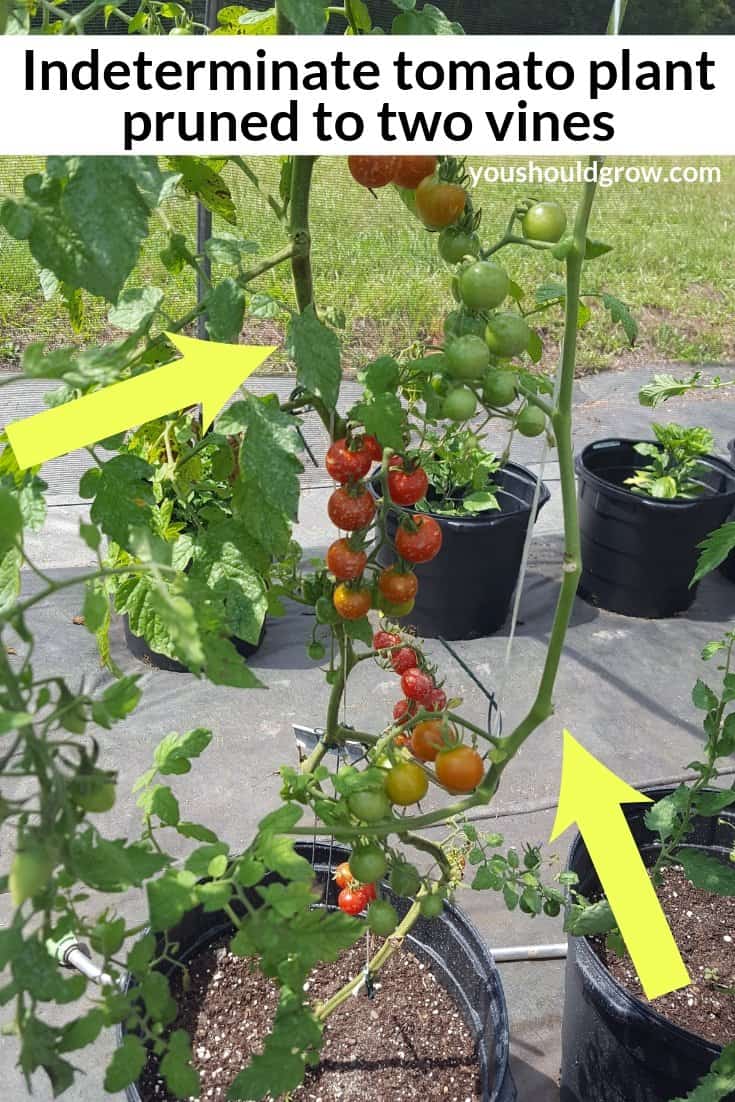 Indeterminate Cherry tomato plant growing in a container with yellow arrows pointing to the two main vines left after pruning.