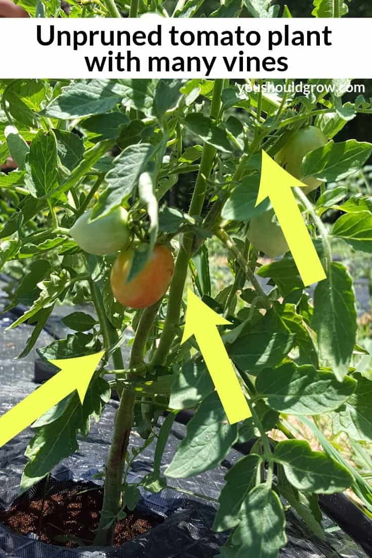 Yellow arrows pointing to vines in a bushy unpruned determinate tomato plant