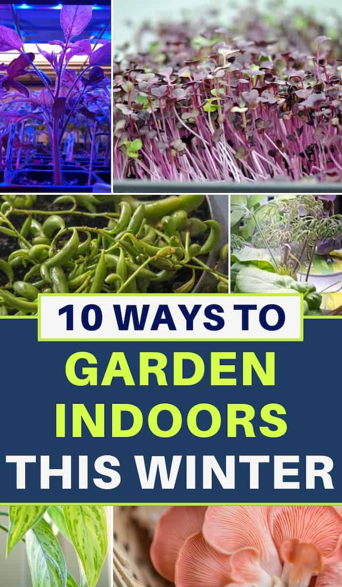 Indoor garden ideas - 10 ways to garden indoors this winter