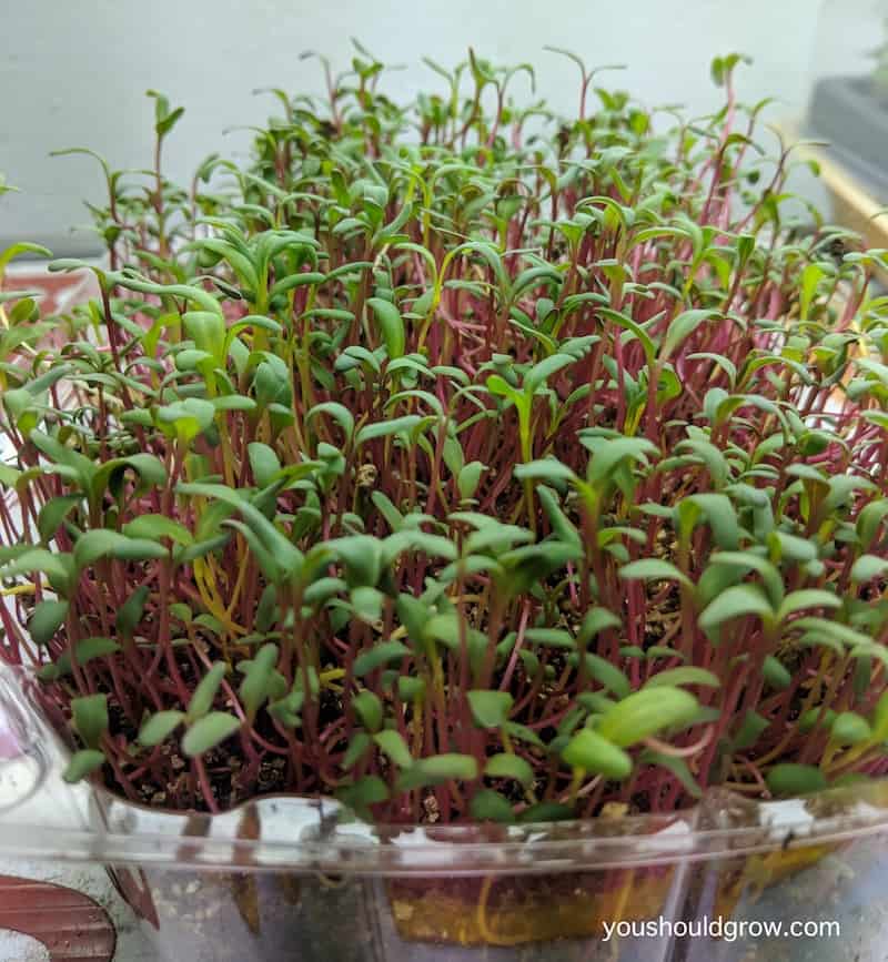 beets and chard microgreens growing indoors