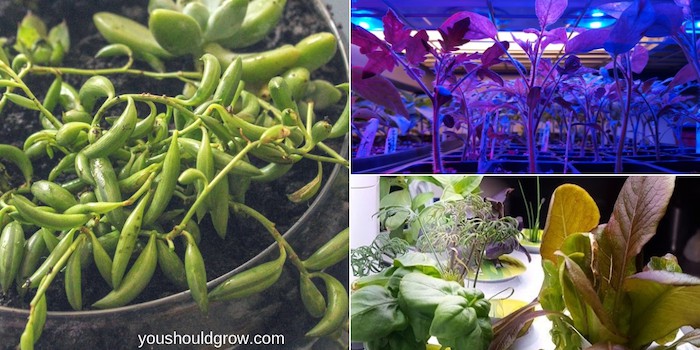 collage of succulent garden, plants growing under led lights, and plants growing in aerogarden