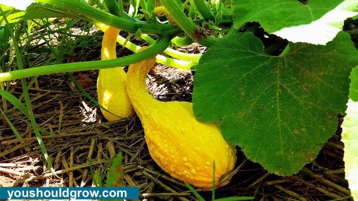 Crookneck squash on plant