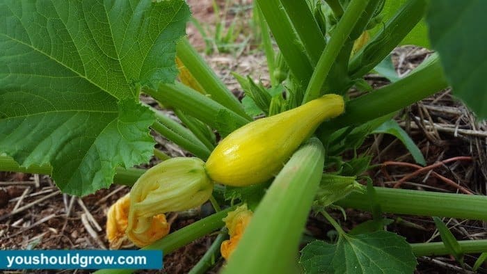 yellow crookneck squash with blossom attached growing on a squash plant
