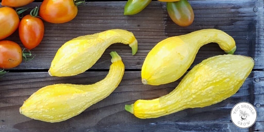 4 yellow crookneck squash with bumpy skin