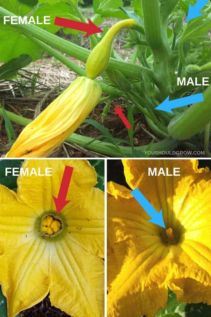 How to identify male vs female squash flowers. Yellow squash flowers with red arrows pointing to female anatomy and blue arrows pointing to male anatomy.