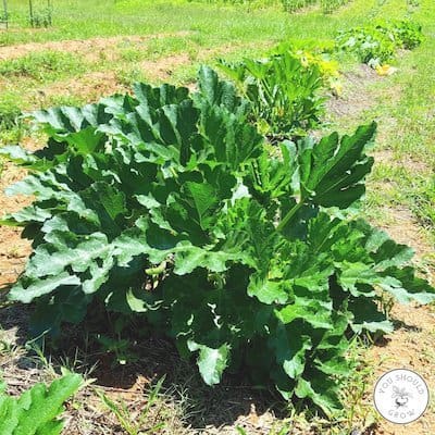 Mature summer squash plant in Georgia