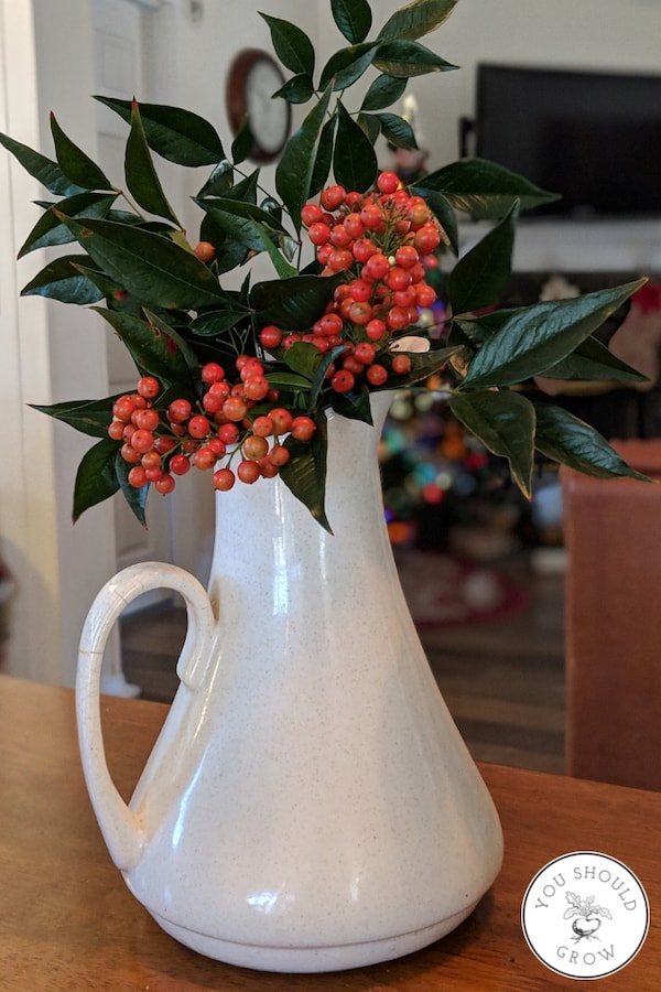 Simple Christmas Centerpiece idea - Nandina leaves and berries fill a white pitcher