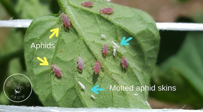 Arrows pointing to pink aphids and white aphid skins on a tomato leaf
