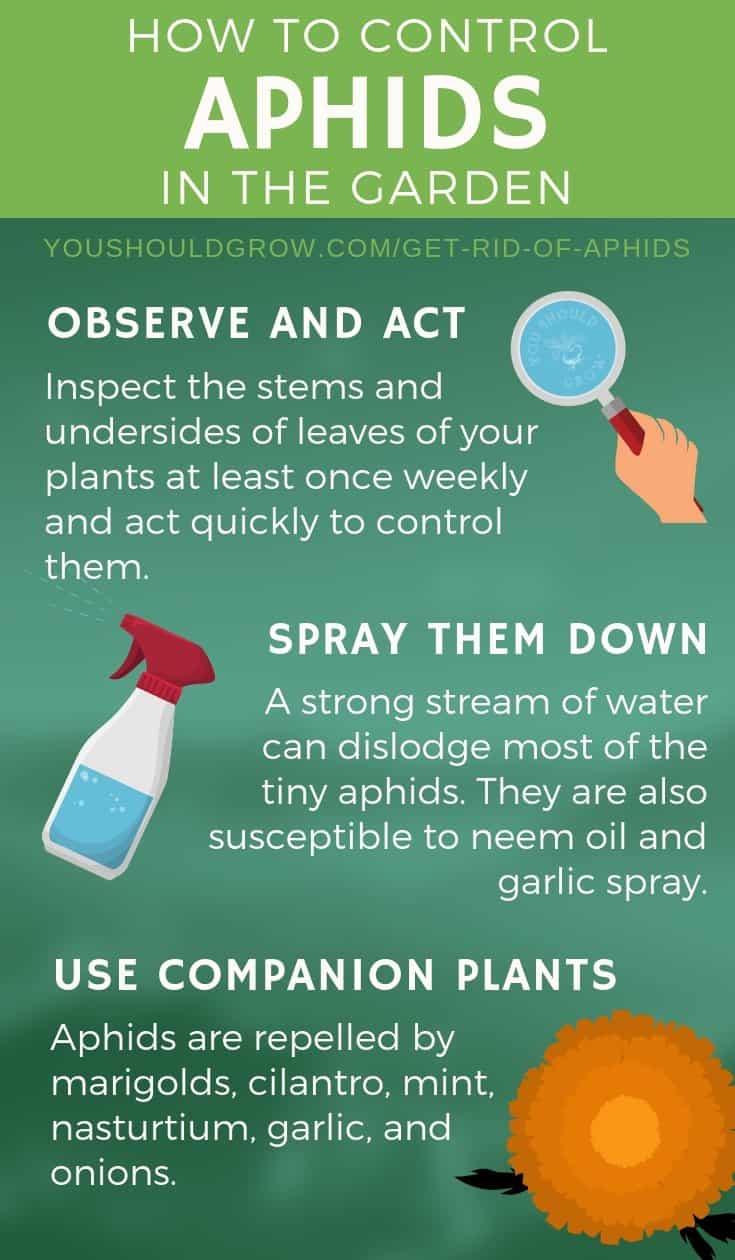 get rid of aphids infographic