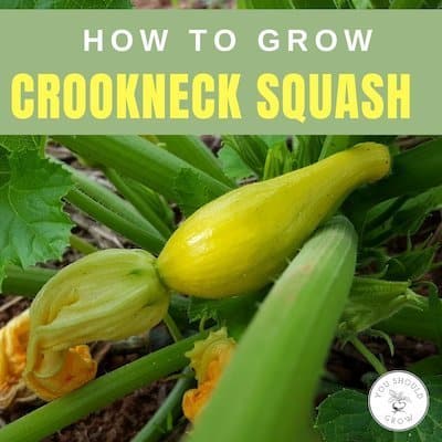 Growing Crookneck Squash – The Best Summer Squash