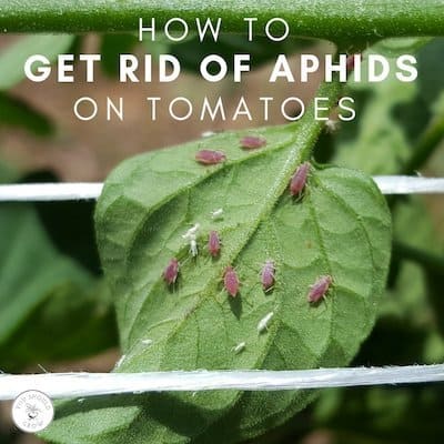 How To Get Rid Of Aphids On Tomatoes