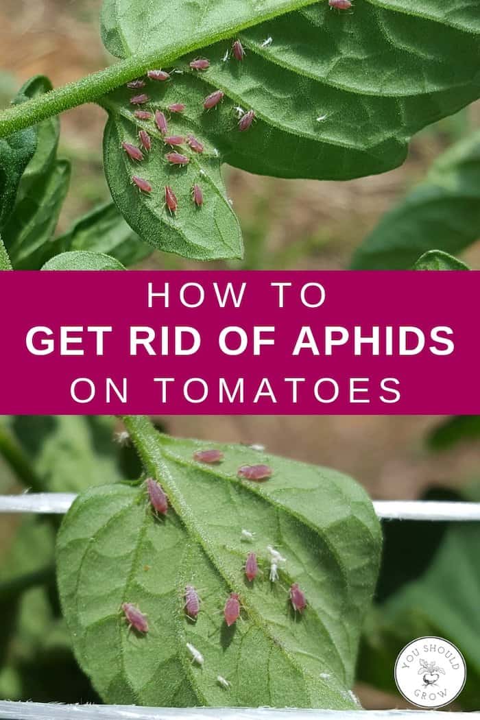 how to get rid of aphids on tomatoes closeup of aphids on tomato leaves