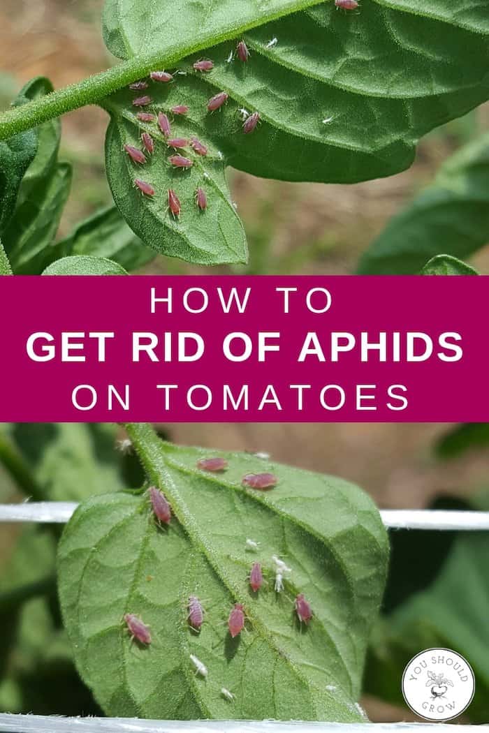 How To Get Rid Of Aphids On Tomatoes Pin 