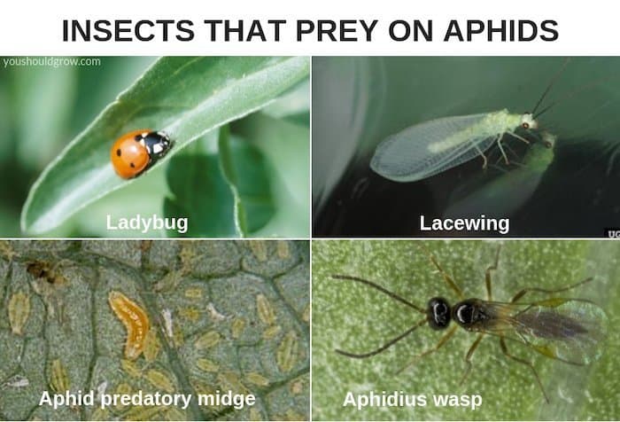 Collage of insects that prey on aphids