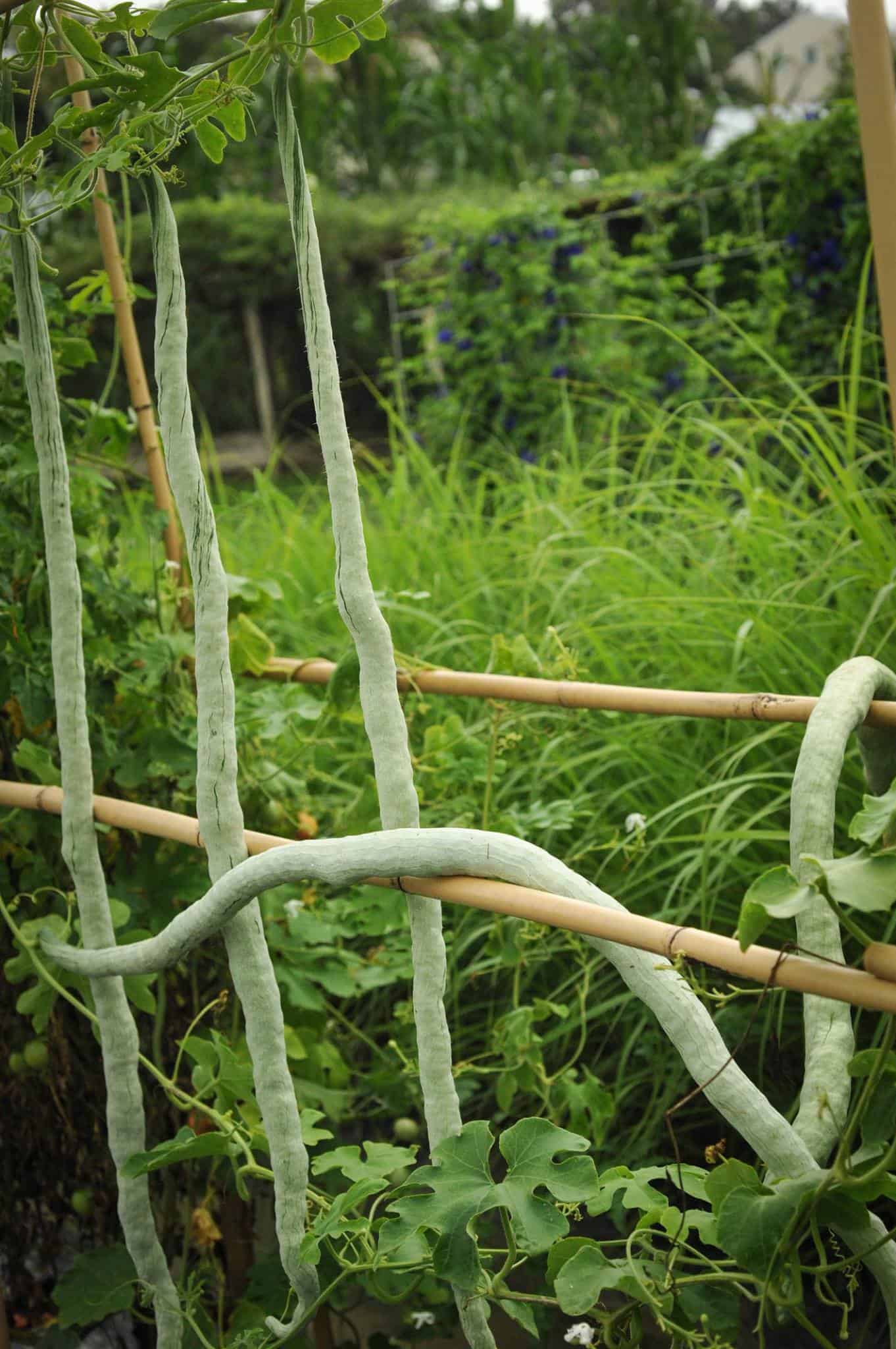 Chinese python snake bean growing on a trellis