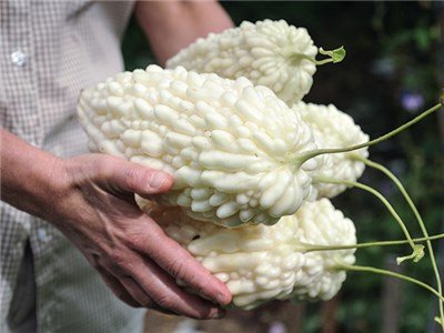 Pure white bitter melons with lumpy skin 