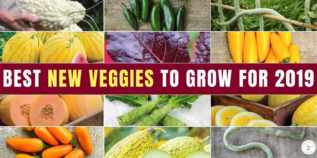 new vegetable varieties for 2019