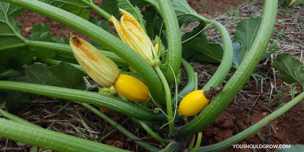 Squash plant with young squash fruit 