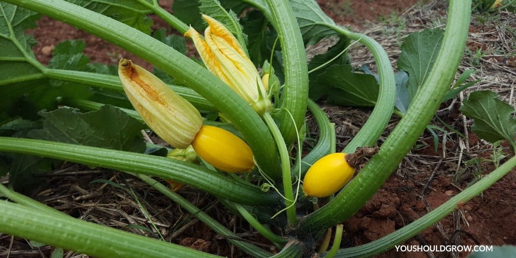 yellow squash diseases