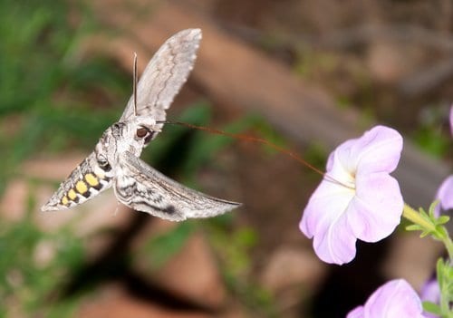 Tomato hornworm moth in flight feeding on pink flower