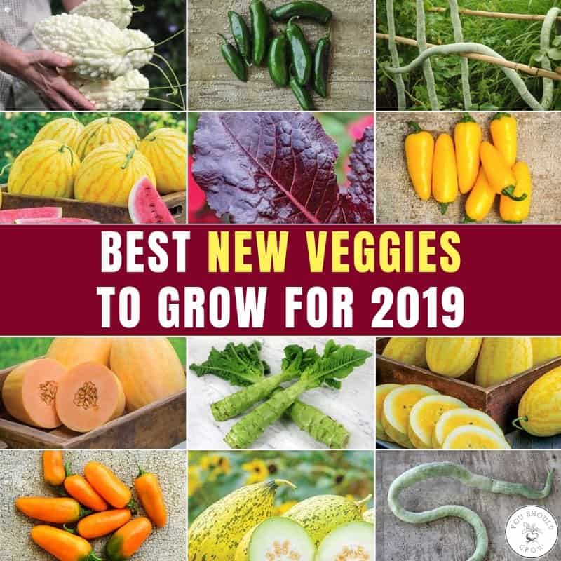 11 New Veggie Varieties For 2019 That Will Blow Your Mind
