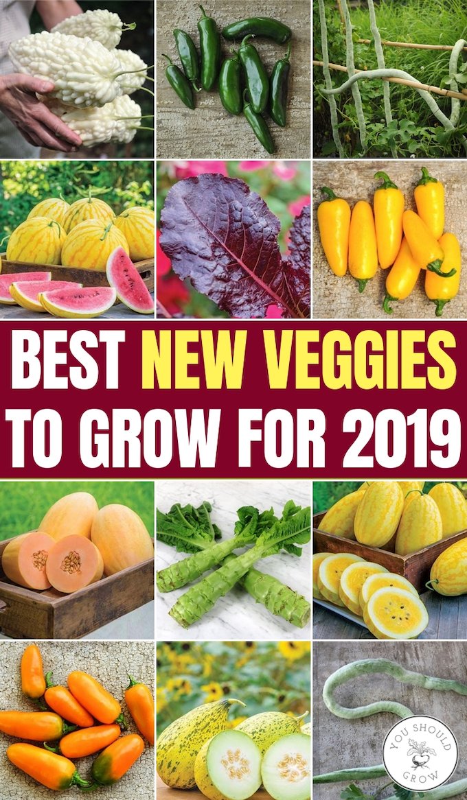Best new veggies to grow for 2019 collage of new vegetables
