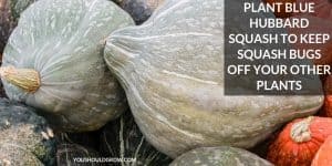 Organic Control Of Squash Pests & Diseases - You Should Grow