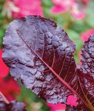 Burgundy delight lettuce - dark purple leaves with fuschia stems and veins