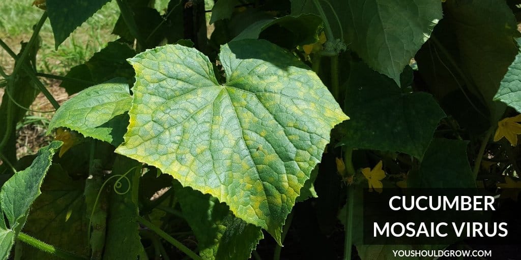 cucumber leaf affected by mosaic virus