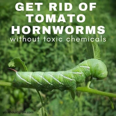 Get Rid Of Tomato Hornworms (Without Toxic Chemicals)