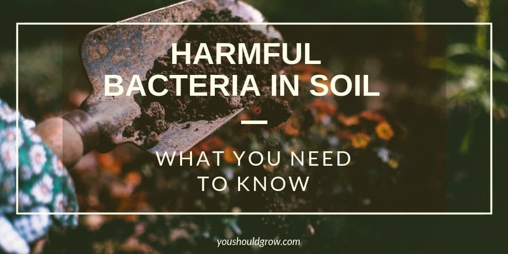Harmful Bacteria In Soil What You Need To Know You Should Grow