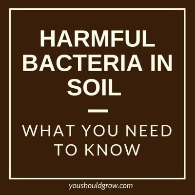 Harmful Bacteria In Soil: What You Need To Know