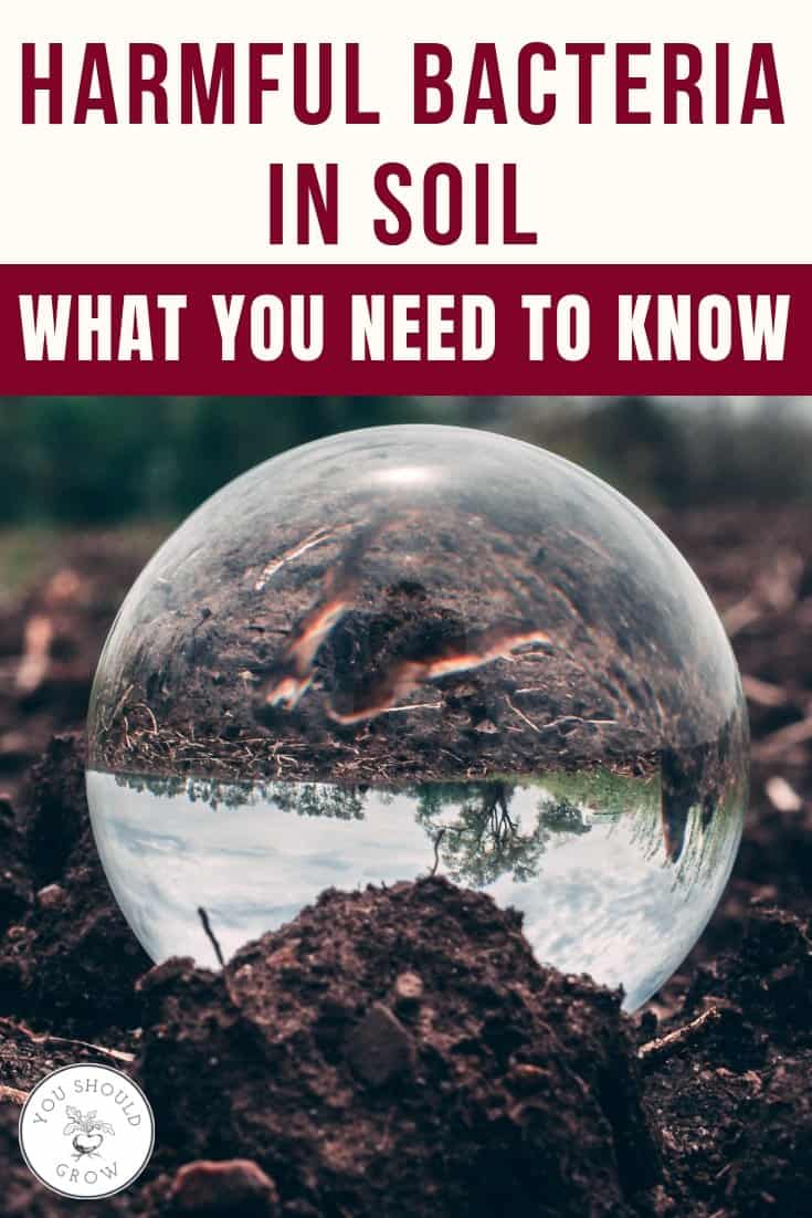 Text: harmful bacteria in soil. what you need to know. Image of clear sphere in garden soil.