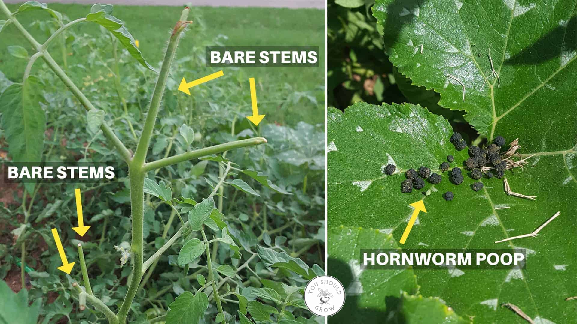 Stems stripped bare of leaves and flowers by a tomato hornworm. Image of tomato hornworm poop on a leaf.