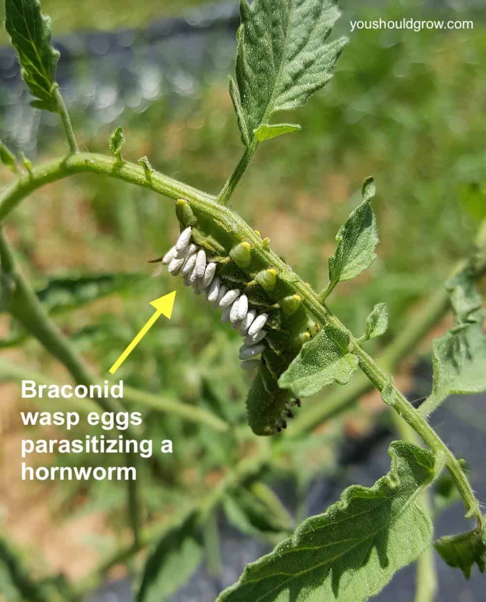 hornworm with braconid wasp eggs