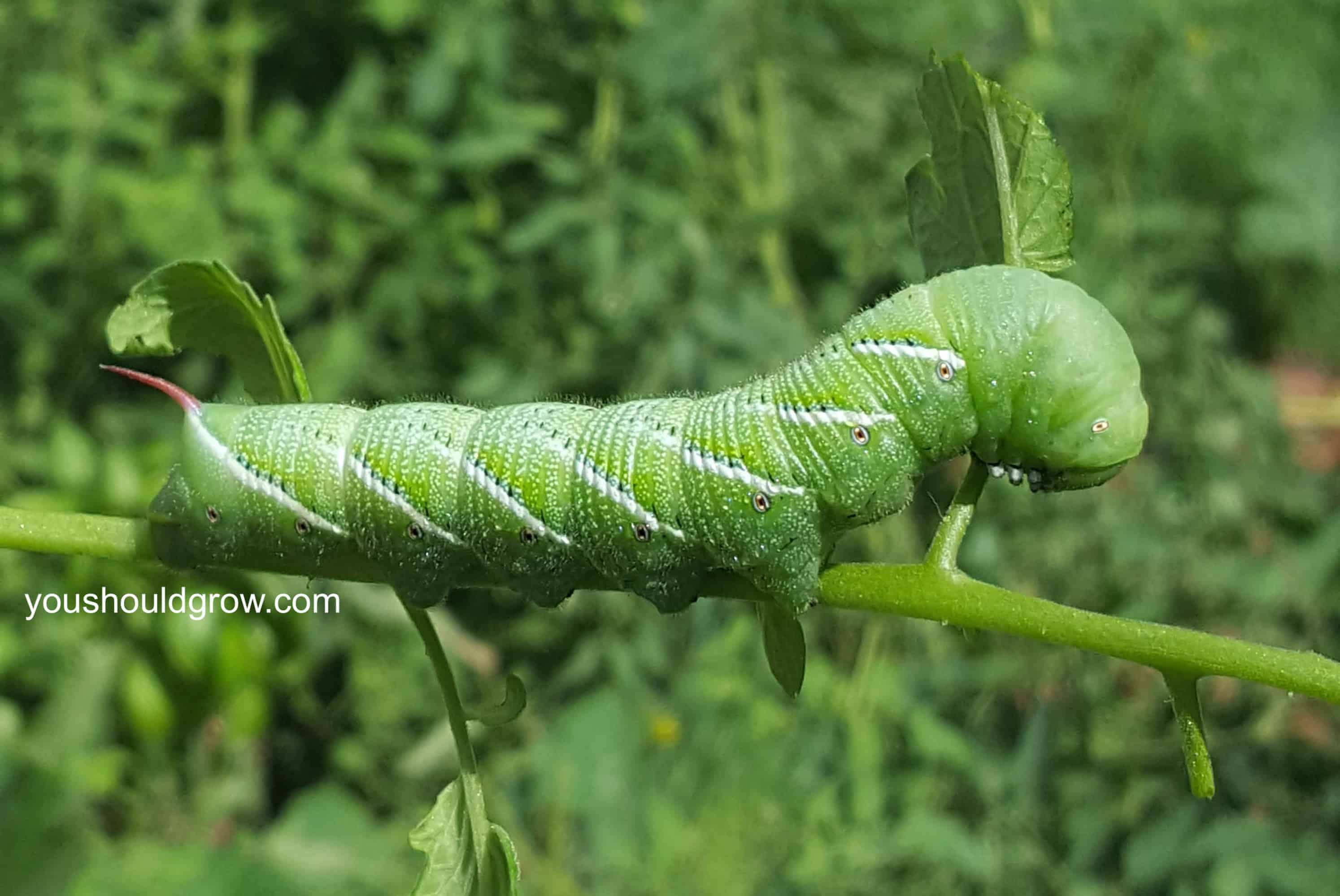 large hornworm on tomato plant