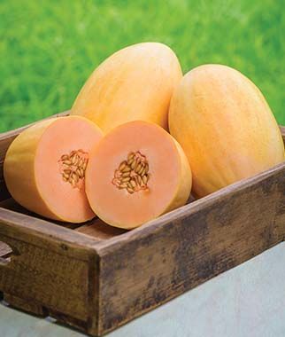 Mango hybrid melon has sweet pink flesh that is reminiscent of mango